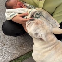 赤ちゃんを見る犬3