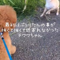 トイプードルを見て後ずさるチワワ