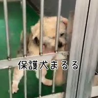 柵をガリガリ引っ掻き続けていた