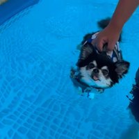 浮かぶ犬