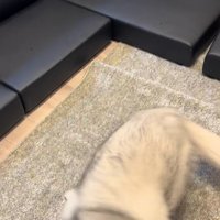喜んで回る大型犬