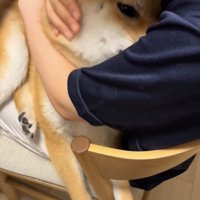 人の腕に顔を寄せる犬