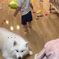 飼い主さんを見るこはくちゃん
