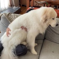 心は今でも子犬さん