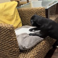 クッションに向かって身を乗り出す犬