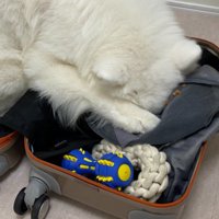 強硬手段