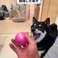 黒柴犬のもずくくん