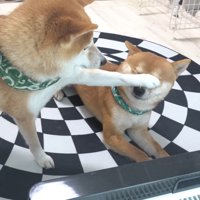 「そこをどけ」と犬パンチ！