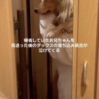 元気が無くなってしまいました