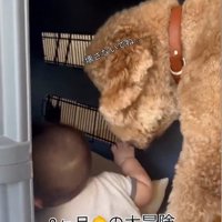 赤ちゃんがクレートに入った時のわたげちゃん7