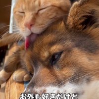 種を超えた絆に感動