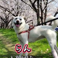 のびのび走ってほしい…