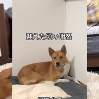 お迎え直後の明智くん