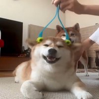 マッサージされる犬1