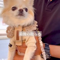 バス停で男性に抱っこされるチワワ