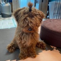 実家で飼っているわんこ