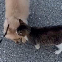 並ぶ犬と猫