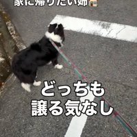 家に帰りたい るなちゃん