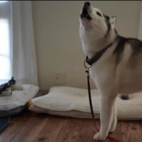 遠吠えする犬