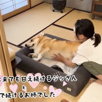 やっぱりお姉ちゃんが大好き