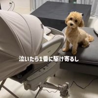 泣いたら飛んでいくよ