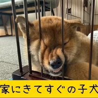 別の日のくまごろう君2