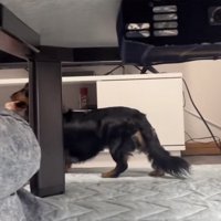 机の向こうへ去っていく犬