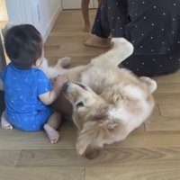 お腹を見せる犬と赤ちゃん