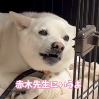 牙を引っ込め始める犬