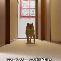 遊び好きなのんちゃんと…