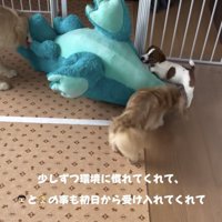 大きなぬいぐるみのそばにいる3匹の犬