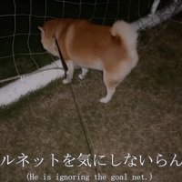 草に夢中な柴犬