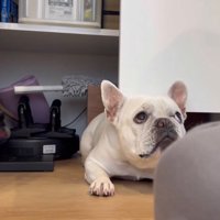 扉の下で飼い主を見つめる犬