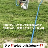 舌を出しながら走る犬