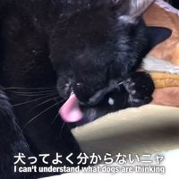 「なんでわざわざ回るの？犬って不思議…」