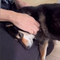 モカちゃんとママさんの再会8