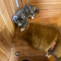 柴犬まるちゃんとあきちゃん