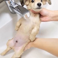 胸に水道のお湯を浴びながらカメラに視線を向ける子犬