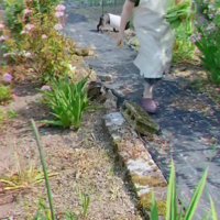 野菜が収穫できました