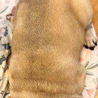 強引に添い寝するもち丸くん2