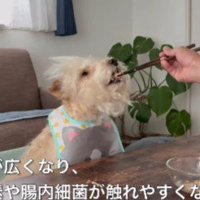 国産のひきわり納豆！！