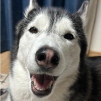 ラニちゃんがあくびをする瞬間8