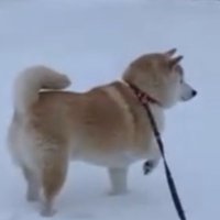 雪