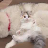 猫たちから大人気