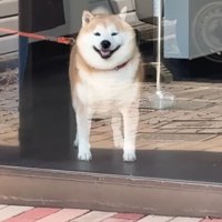 窓越しに見送る柴犬