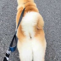 「猿がいた！！」