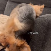 ソファーに頭を擦り付ける小型犬