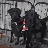 こちらを見る犬1