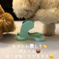 おやつをたべる小型犬達