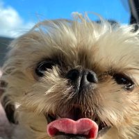 8か月後のわっふちゃん3